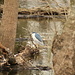 Starc de noapte - Nycticorax nycticorax