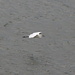 Egreta mica - Egretta garzetta 