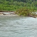 Ökologische Aufwertungsfläche am Linth-Escherkanal beim Chli Gäsitschachen.<br />Der Fluss hat einen Burglid-Baum mitgerissen und hier "zwischengelagert"
