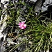 Dianthus sylvestris Wulfen<br />Caryophillaceae<br /><br />Garofano selvatico.<br />Oeillet des rochers.<br />Stein-Nelke.<br />
