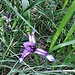 Iris graminea L.<br />Iridaceae<br /><br />Giaggiolo susinario.<br />Iris graminée.<br />Grasblättrige Schwertlilie.