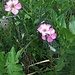 Dianthus sylvestris Wulfen<br />Caryophillaceae<br /><br />Garofano selvatico.<br />Oeillet des rochers.<br />Stein-Nelke.
