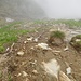 Il "sentiero" che scende dall'Alpe Drusei.