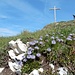 Gipfelkreuz mit Kugelblumen ...