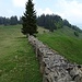 Natursteinmauer zwischen Chüehbodenegg und Gubelspitz