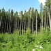 im Waldgebiet zwischen Hausen und Egling. Die hohen Fichtenstangerl dürften wenig zur CO2-Verminderung beitragen,das wenige Grün ganz oben ist den Laubbäumen weit unterlegen..