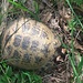 Poco sotto Preguda una tartaruga vicino al sentiero, mai vista prima