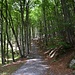 ab Brünig Pass durch einige bilderbuchwürdige Waldpassagen