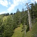 Immer wieder tote Bäume im Sunkenkopf-Südhang