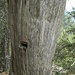 Intaglio in un vecchio tronco (foto di Ferruccio)