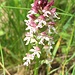 Orchidea #3
