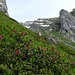 Die ersten Alpenrosen! Im Zustieg zum Hundstein
