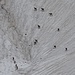 Gämse auf einem steilen Schneefeld am Säntis