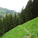 ... diesen Weg durch den Wald zu nehmen