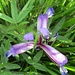 Iris graminea o Giaggiolo susinario