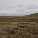 Unterwegs zwischen Longstone Hill und Yes Tor - Blick über typisches Gelände, während hinten einige Rinder weiden.