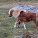 Yes Tor - An einer halbwegs windgeschützten Stelle in Gipfelnähe treffen wir ebenfalls eine Dartmoor-Pony-Stute mit Fohlen.