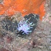 <b>Flabellina affinis. <br />È un mollusco nudibranchie appartenente all'ordine degli Opistobranchi (Foto d'archivio del 14.9.2005).</b>