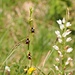 Multi-Arten-Orchideen-Foto