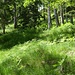 Ein wegloser Traumanstieg in federndem Gras