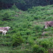 The only bigger animals we saw on the hike.
