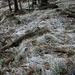 Schnee überzuckert den Wald
