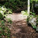 Auch Waldwege beinhaltet der Weg zur Haggenegg