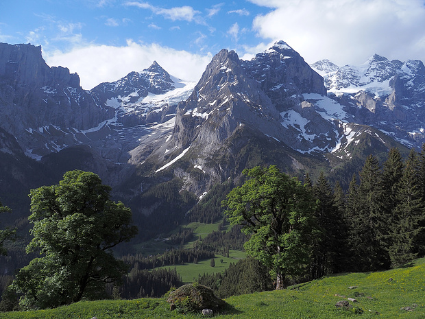 Hinten die mächtigen Berge des Rosenlauitals. Vorne nicht minder mächtig zwei Bergahornbäume.