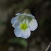 Achtung, Killerpflanze:-) / Attenzione, pianta carnivora:-) Alpen-Fettkraut (Pinguicula alpina)