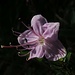  Zwerg-Alpenrose (Rhodothamnus chamaecistus)