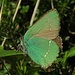 Grüner Zipfelfalter (Callophrys rubi), auch Brombeer-Zipfelfalter 