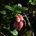 Preiselbeere (Vaccinium vitis-idaea), Knospe / gemma<br />