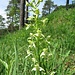 Grünliches Breitkölbchen (Platanthera chlorantha)