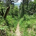 Deutliche Pfade führen durch das Naturschutzgebiet am Immenberg.