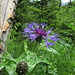 Bergflockenblume