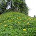 Trollblumen am Wendkopf