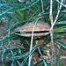 <b> Mollusco bivalve nella Posidonia (Foto d'archivio del 14.9.2005).</b>