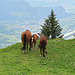 eine Pferdefamilie mit schönstem Ausblick ins Rheintal 