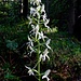 Waldhyazinthe 