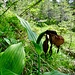 Gelber Frauenschuh (Cypripedium calceolus). In den tieferen Lagen sind sie schon alle verblüht.