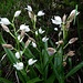 Waldvögelein (Cephalanthera longifolia)