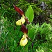 Gelber Frauenschuh (Cypripedium calceolus)