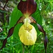 Gelber Frauenschuh (Cypripedium calceolus)