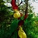 Gelber Frauenschuh (Cypripedium calceolus)