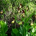Gelber Frauenschuh (Cypripedium calceolus). In den höheren Lagen sind sie noch schön in der Blüte während sie in den unteren Lagen bereits verblüht sind.