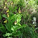 Gelber Frauenschuh (Cypripedium calceolus) und rechts ein Waldvögelein (Cephalanthera longifolia). In den höheren Lagen sind sie noch schön in der Blüte während sie in den unteren Lagen bereits verblüht sind.