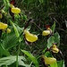 Gelber Frauenschuh (Cypripedium calceolus). In den höheren Lagen sind sie noch schön in der Blüte während sie in den unteren Lagen bereits verblüht sind.