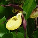 Gelber Frauenschuh (Cypripedium calceolus). In den höheren Lagen sind sie noch schön in der Blüte während sie in den unteren Lagen bereits verblüht sind.