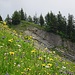 Bergfrühling auf dem Gnipen.