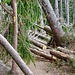 Burglinde hat auch hier ihre Spuren hinterlassen. Das Astwerk wurde soweit weggeschnitten, dass die Stelle durch den Wald wieder passierbar ist.